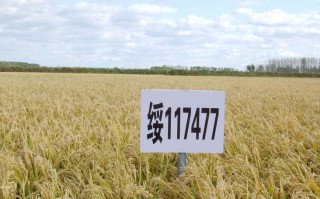 华厦oooo51基金怎么样？