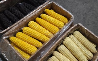 玉米期货1709行情会怎么走？