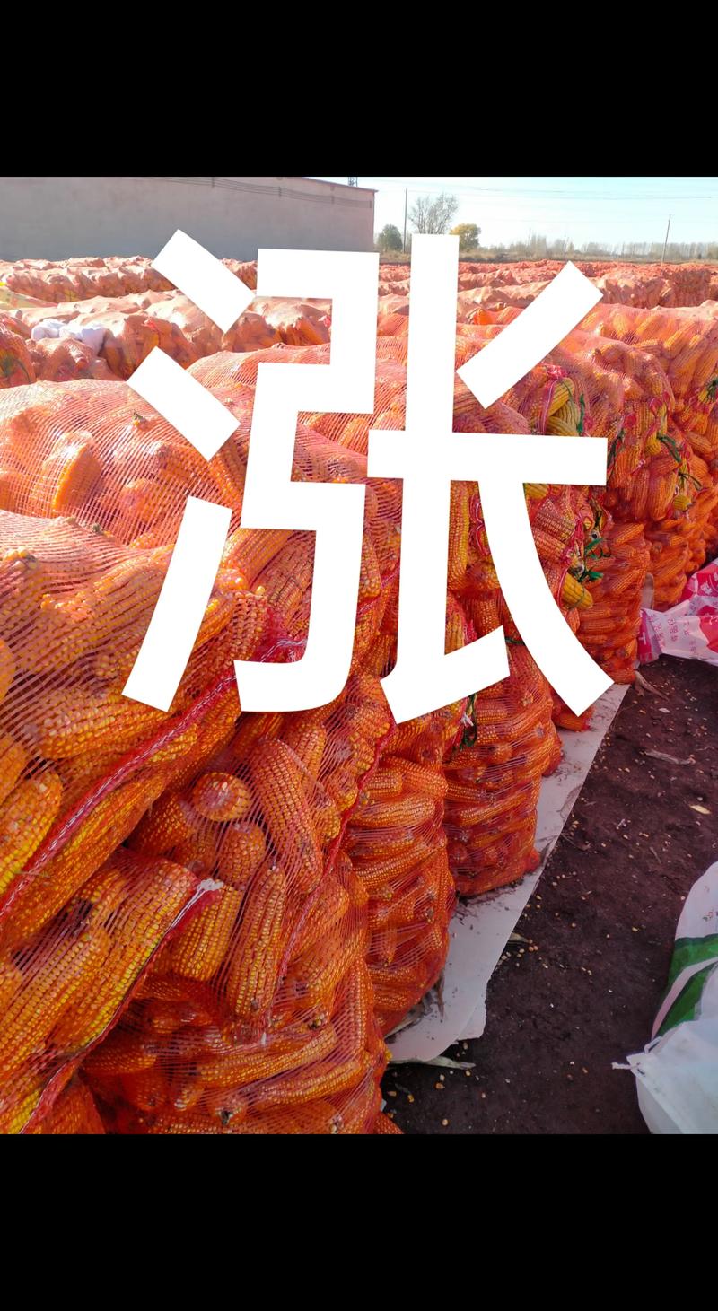 2025玉米期货实时行情最新走势如何?-第3张图片-华宇铭诚 2025玉米期货实时行情最新走势如何?-第3张图片-华宇铭诚