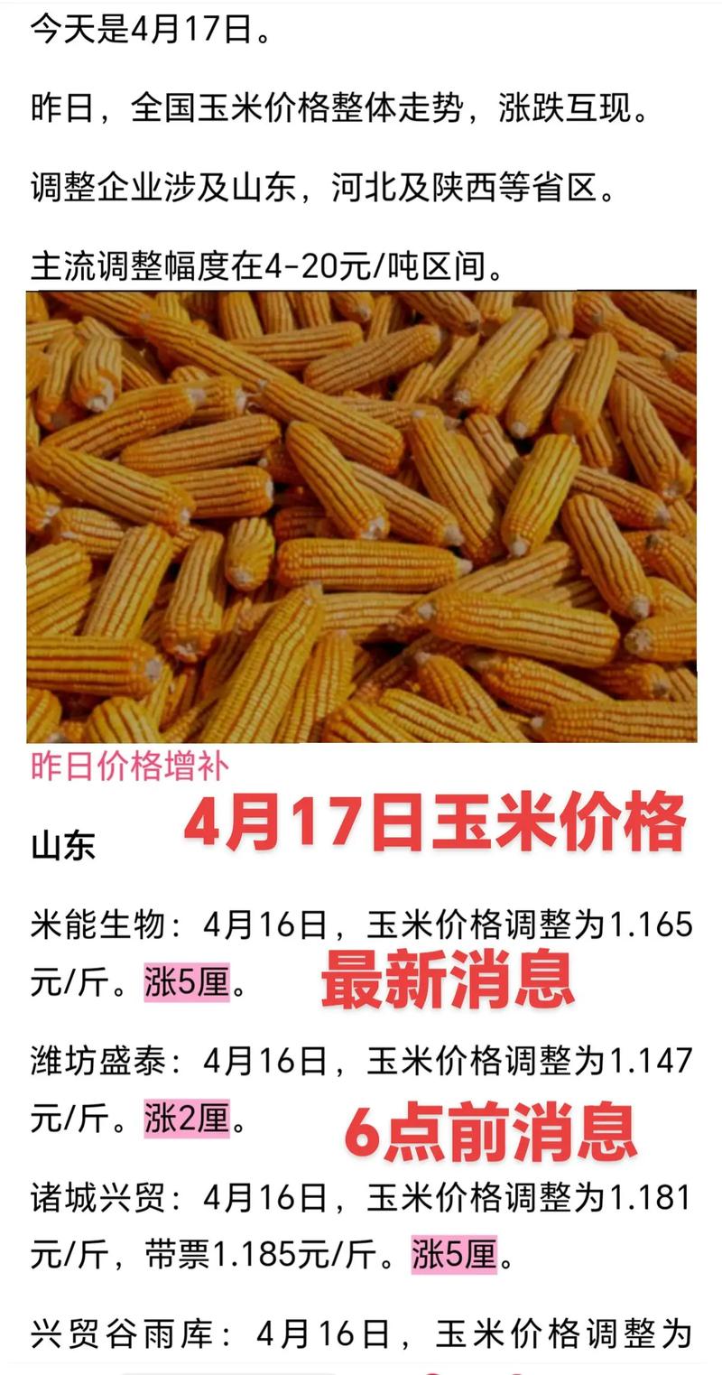 玉米期货11月交割，价格如何？-第2张图片-华宇铭诚