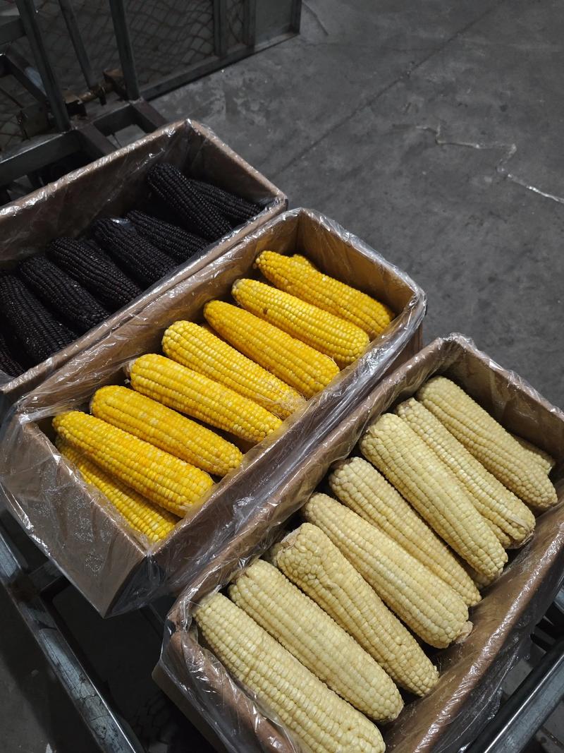 玉米期货1709行情会怎么走？-第1张图片-华宇铭诚