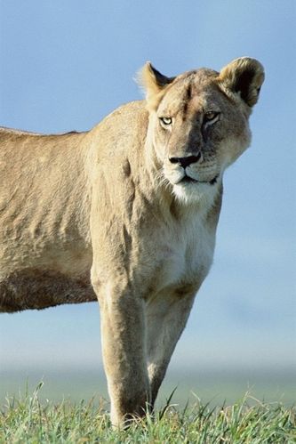 狮子国际期货与狮子期货有何关联？-第3张图片-华宇铭诚