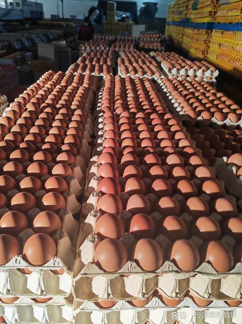 鸡蛋期货现货价差因何悬殊？-第3张图片-华宇铭诚