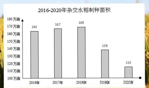 早籼稻期货基本面如何演绎？-第1张图片-华宇铭诚