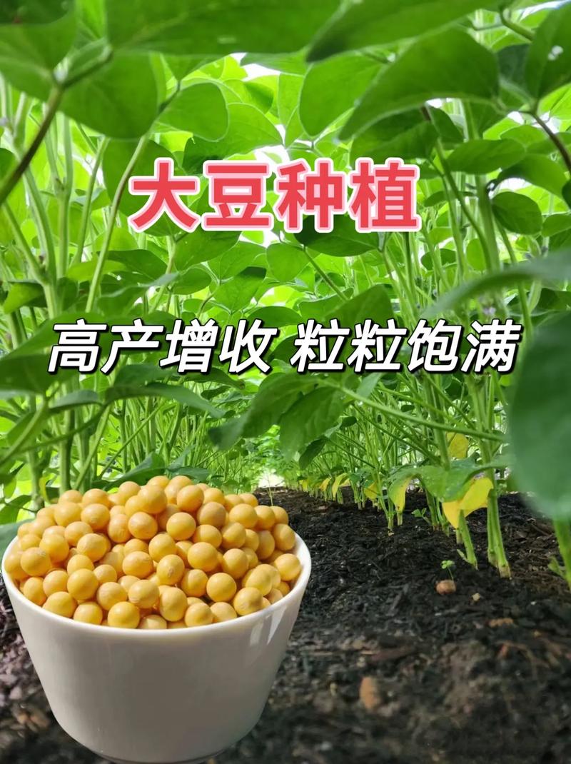 期货投资者教育，大豆如何入门？-第3张图片-华宇铭诚