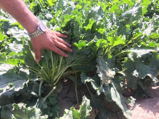 甜菜金融投资稳不稳？-第3张图片-华宇铭诚