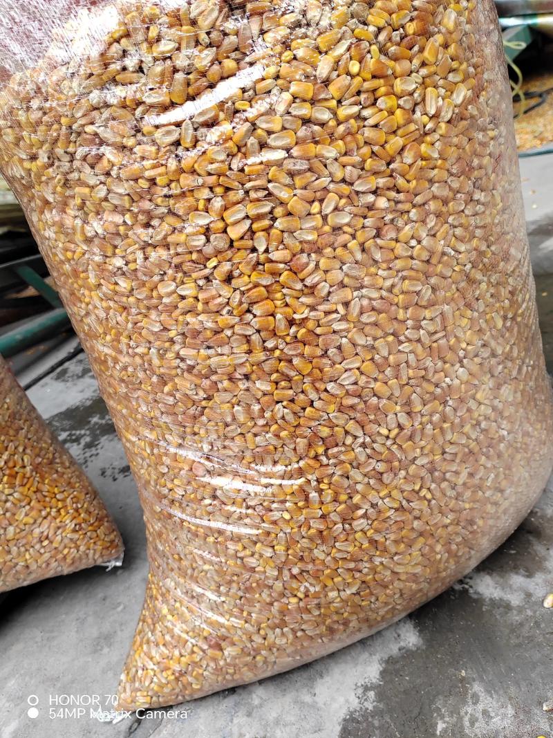 期货玉米1709行情将如何运行？-第2张图片-华宇铭诚