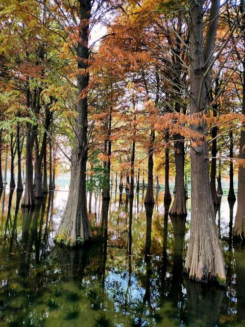 嘉实基金与水杉投资有何关联？-第2张图片-华宇铭诚