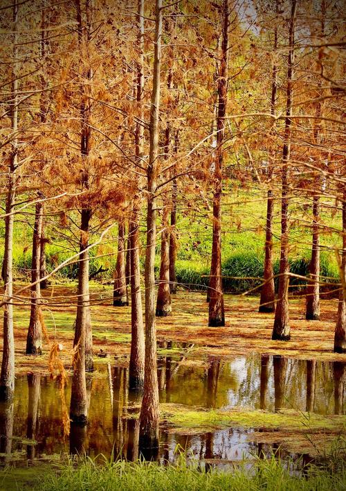 嘉实基金与水杉投资有何关联？-第3张图片-华宇铭诚