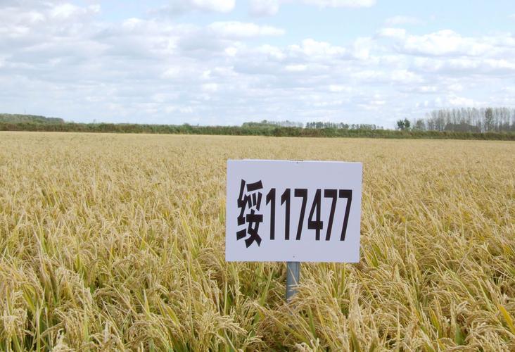 华厦oooo51基金怎么样？-第1张图片-华宇铭诚